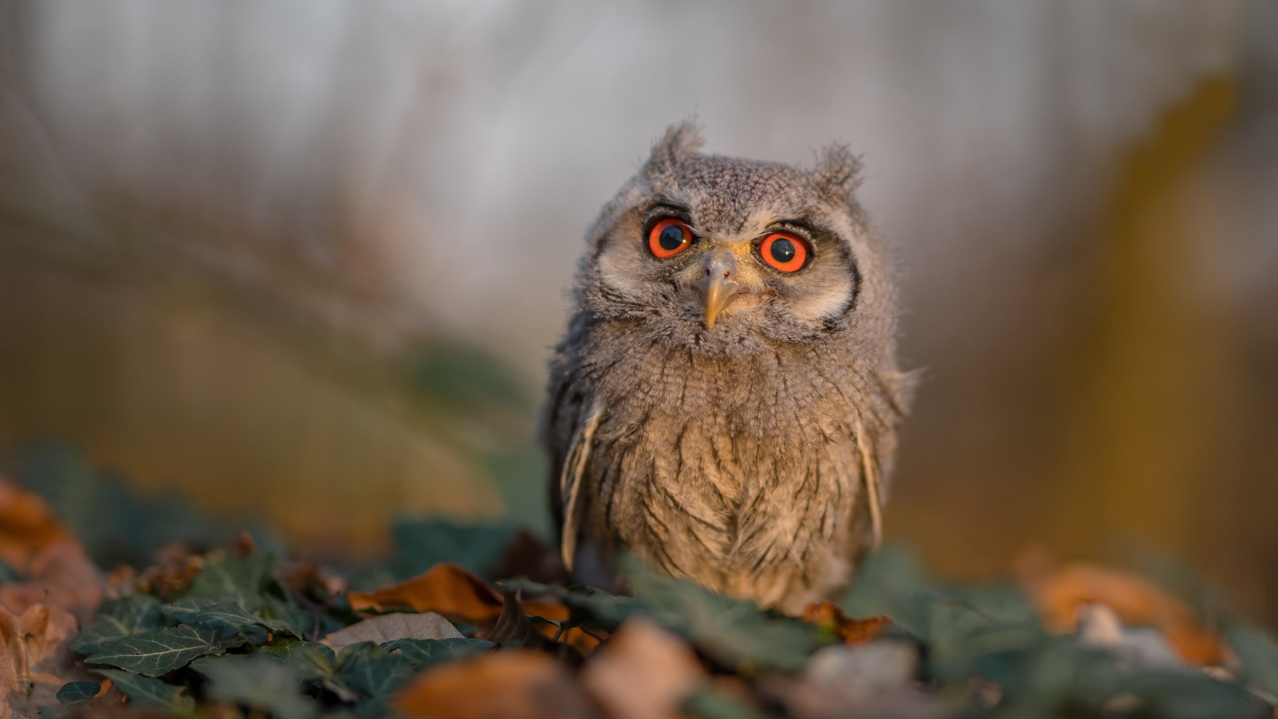 格鲁吉亚女篮在欧洲锦标赛中表现出色，迈向国际舞台，格鲁吉亚赛程