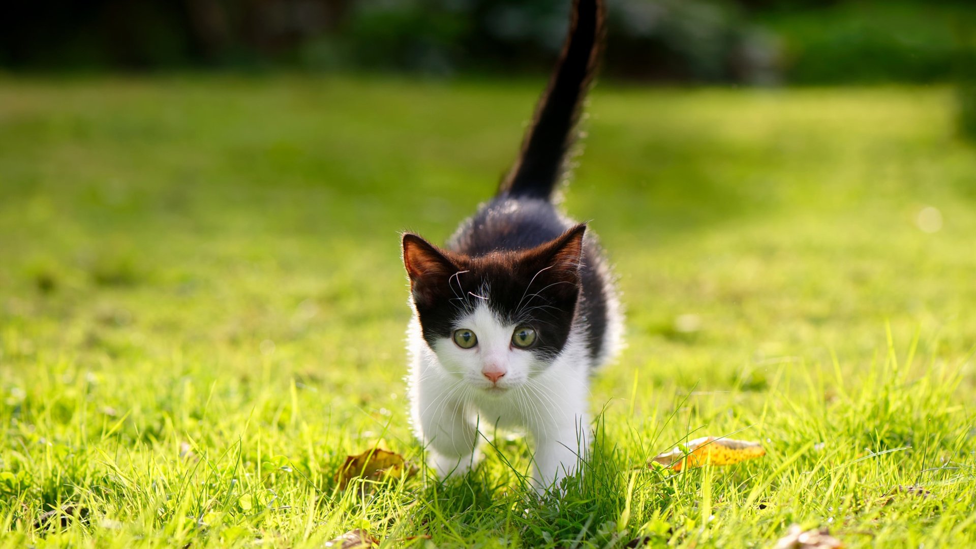 德甲球场周边经济贡献评估与城市联动价值，德甲球队城市分布