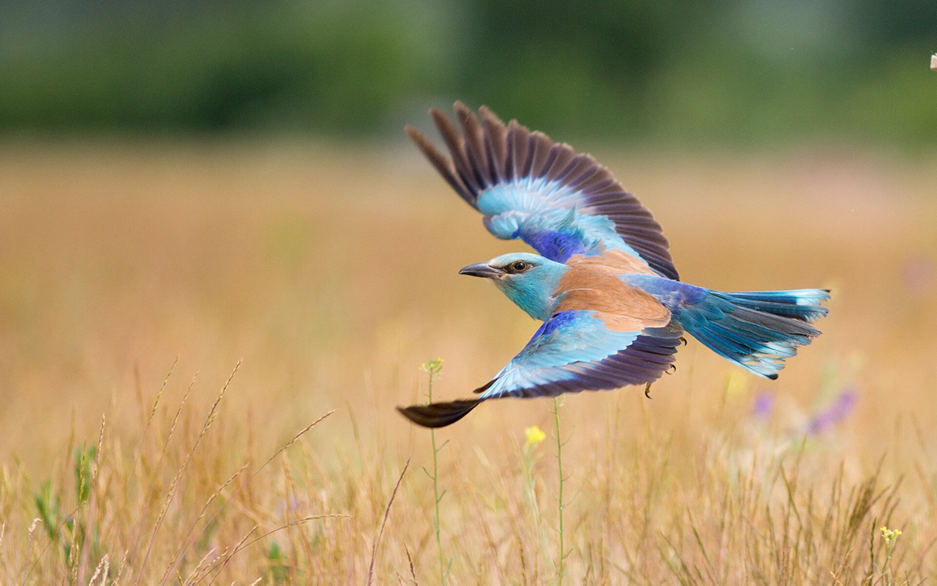 法甲未来之星:崭露头角,引领足球潮流!,足球未来之星阵容