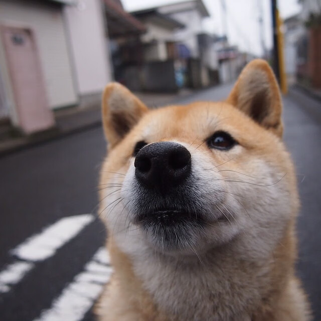观众现场反应热烈球队每一次进攻都引发全场高分贝欢呼，球赛观众